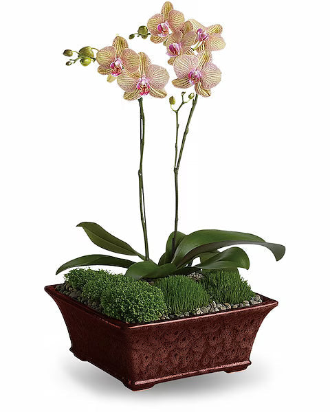 Orchid plant in a brown pot