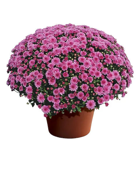 Fall Mums