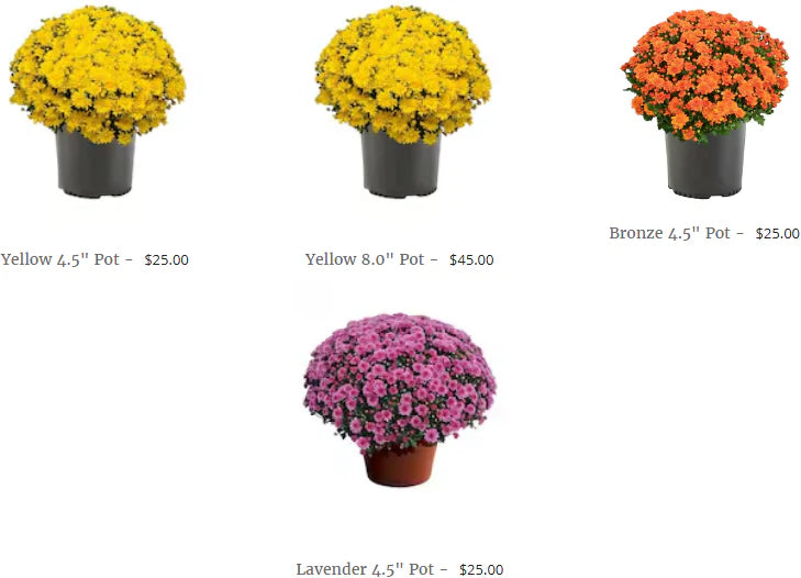 Fall Mums