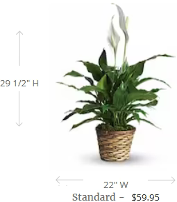 Simply Elegant Spathiphyllum (Peace Lily) - Small