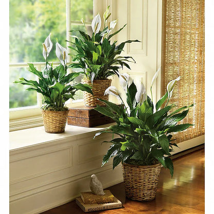 Simply Elegant Spathiphyllum (Peace Lily) - Large