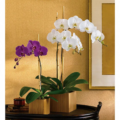 Teleflora's Opulent Orchids