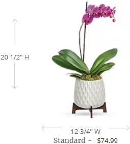 Teleflora's Architectural Orchid Plant