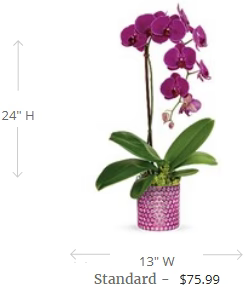 Teleflora's Dazzling Orchid