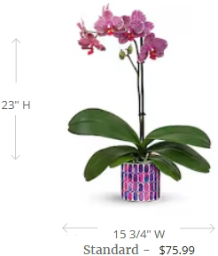 Teleflora's Jewel Shine Orchid