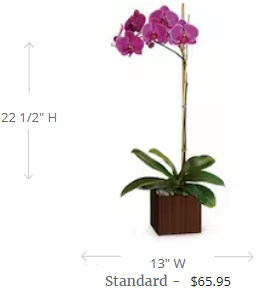 Teleflora's Sublime Orchid