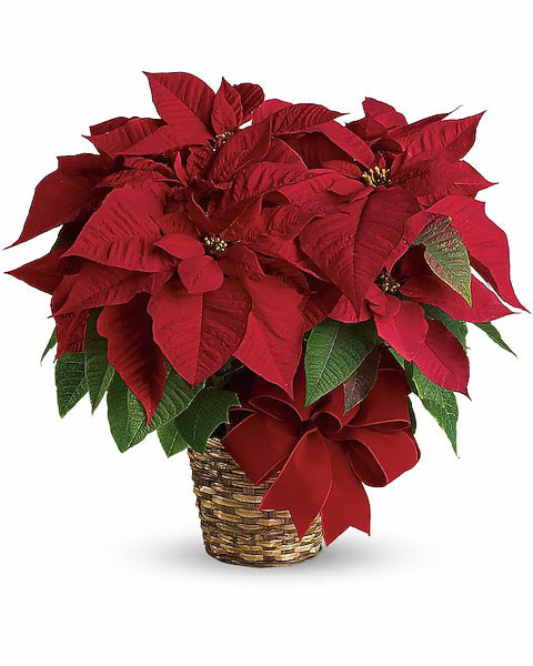 Red Poinsettia with Pot Cover
