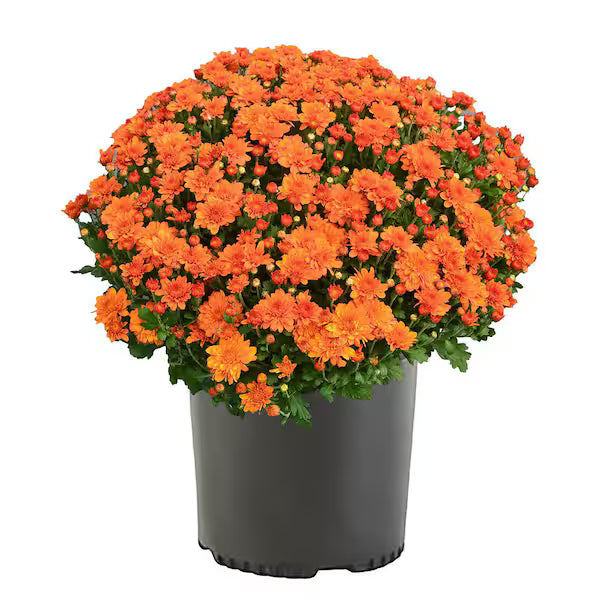 Fall Mums
