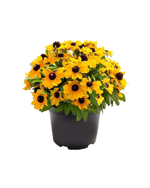 Rudbeckia