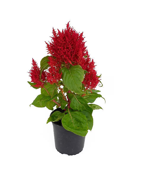 Celosia